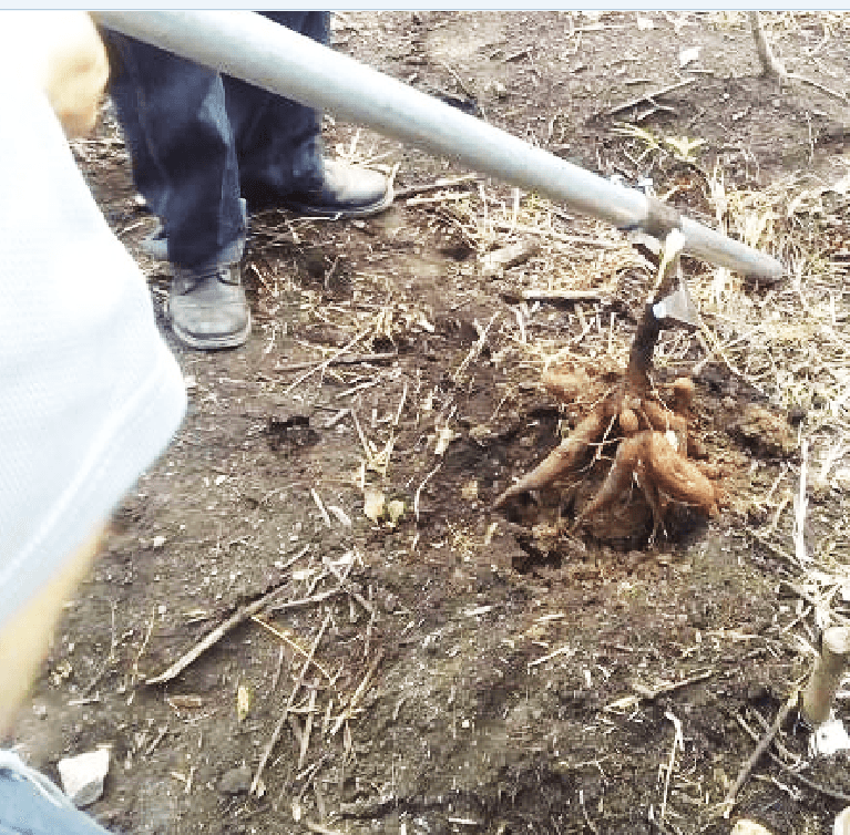 Cosecha innovadora de yuca y almacenaniento de semilla